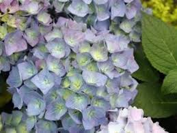 Image result for Hydrangea macrophylla bela obrázek