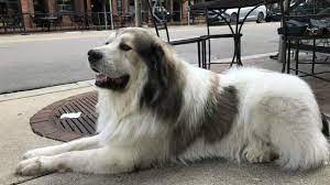 Check spelling or type a new query. Meet Jasper The Great Pyrenees Turning Heads In Ann Arbor