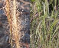Image result for Sacciolepis spiciformis