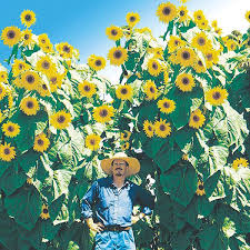 Thin to 12 inches (30 cm). Sunflower Kong F1 Seeds From Mr Fothergill S Seeds And Plants