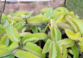 Kalanchoe Pinnata Medicinal Uses Katakataka Hello Doctor