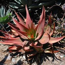 Image result for Aloe bukobana