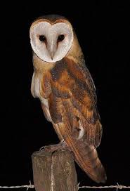 Bird That Sounds Like An Owl Coruja Das Torres Barn Owl Tyto Alba Barn Owl Owl Species Owl Pictures