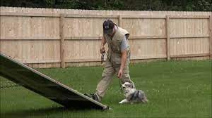 We did not find results for: Shay Toy Australian Shepherd Boot Camp Dog Training Youtube