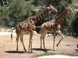 Santa Barbara Zoo Santa Barbara Zoo Santa Barbara Giraffe