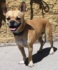 French bulldog socks 2 pairs women's foozys canine dog puppy breed rescue dogs. Gilbert Az French Bulldog Meet D Jangle A Pet For Adoption