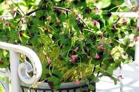 Image result for Oxalis tetraphylla