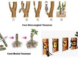 Bagaimana jika tidak ada gen yang berpautan pada genotype aabbddee maka akan didapatkan pembentukan gamet sebagai. Perkembangbiakan Tanaman Pengertian Vegetatif Dan Generatif
