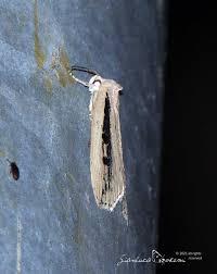 Image result for Chilodes maritima