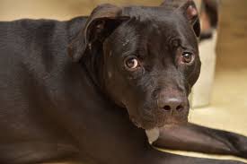 Black And Grey Dog Black Grey Dog Body Wash Grey Dog Dogs Itchy Pet