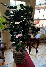 Image result for Afrosciadium