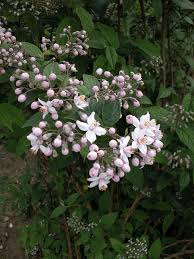 Image result for Deutzia x hybrida ′Mont Rose