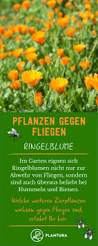 Pflanzen Gegen Fliegen Lavendel Tomaten Co Plantura Pflanzen Ringelblume Zierpflanzen