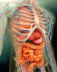 Organ Tubuh Manusia 3d Human Body Organs Body Organs Human Body Anatomy