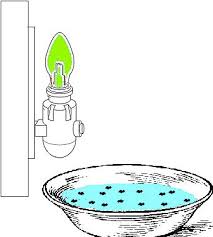 Why Green Lights Work To Attract Fleas Pest Cemetery