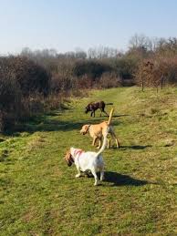 Includes fuss, food, brush & play. Pinot S Pals Petcare Dog Walking And Pet Sitting Services In Surrey