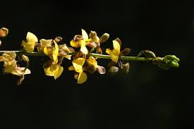 Image result for Eulophia streptopetala