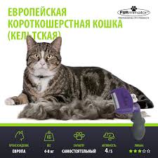 Прародителями европейской или кельтской короткошерстной породы стали обычные дворовые кошки. Facebook