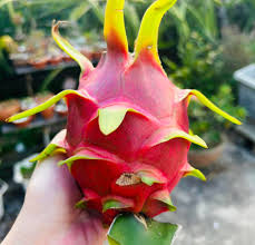 Dragon Fruit Farm