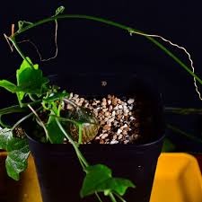 Image result for Cyclantheropsis parviflora