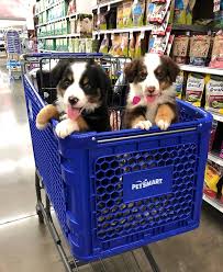 (32407, panama city beach, fl, united states) hide this posting restore restore this posting. Petsmart Home Facebook