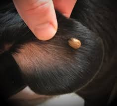 Maybe you would like to learn more about one of these? Tick Bite On Dog Pictures Dog Health Guide