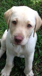This Was My Bailey When She Was A Puppy Labrador Puppy Labrador Retriever Labrador Retriever Training