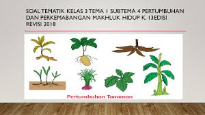 Jika ingin menghubungi saya bisa lewat. Soal Kelas 3 Tema 1 Subtema 4 Pertumbuhan Dan Perkembangan Tumbuhan K 13 Edisi Revisi 2018 Kumpulan Soal Tematik Sd