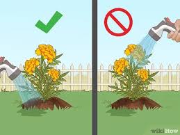 Marigolds take around 45 to 50 days to flower after you plant seeds, so seeds sown in early april should flower in may. How To Grow Marigolds With Pictures Wikihow