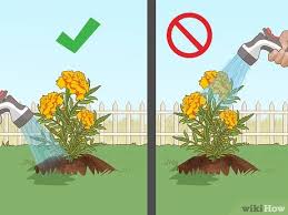 Sow marigold seed directly in the ground and cover with a thin layer of soil (about 1/8 inch deep). How To Grow Marigolds With Pictures Wikihow
