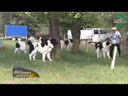 The ciobănesc de bucovina is a strong and rustic dog, it was for centuries the best partner and companion for the romanian shepherds in the carpathian mountains. Ciobanescul De Bucovina O Rasa Cu Renume Mondial Youtube
