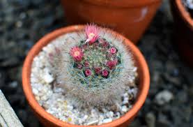 How to kill cholla cactus: Late March In The Cactus And Succulent House Wave Hill