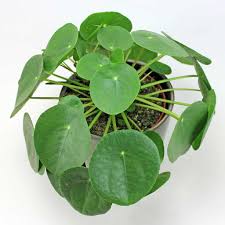 Maybe you would like to learn more about one of these? Chinese Money Plant Bloombox Club
