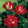 Margaret spent much of her childhood with her parents and sister. Https Encrypted Tbn0 Gstatic Com Images Q Tbn And9gctachmptby Guzrhvkriacgry6jh7eudeueah81ngd1ho0 Pbfs Usqp Cau