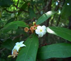 Image result for Mascarenhasia