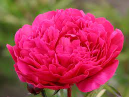 Sie bestellen pfingstrosen direkt von ihrem wohnzimmer. Pfingstrose Paeonia Hauenstein Ag