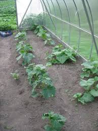 сад огород своими руками огурцы от а до я Podvyazka Ogurcov V Teplice Poleznye Samodelki Svoimi Rukami V 2020 G Teplica Rasteniya Ogorod