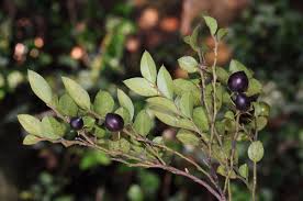 Image result for Ebenaceae