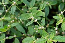Image result for Alternanthera sessilis