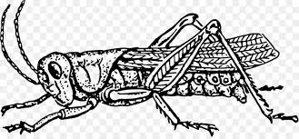 Beruntung sekali kalau kamu bisa menemukan apa yang kamu mengenai inginkan mengenai gambar hitam putih. Semut Dan Belalang Belalang Serangga Gambar Png