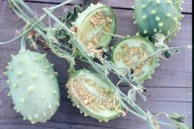 Image result for Acanthosicyos naudinianus