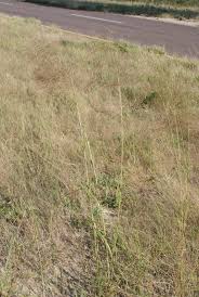 Image result for Aristida meridionalis