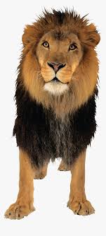 Lion Png Free Download Lion Sitting Transparent Background Png Download Transparent Png Image Pngitem Low angle view of white lion sitting on wooden shade at zoo. lion png free download lion sitting