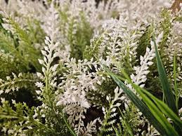 Image result for Tetradenia bainesii