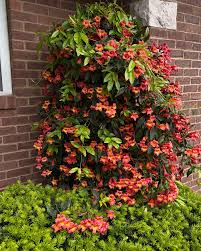 Image result for Bignonia capreolata