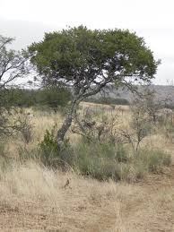 Image result for Euclea undulata