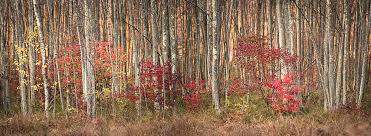 The dec allows visitors to bring dogs with them to the bashakill wildlife management area but they must be under the control of the owner. Autumn Detail Bashakill Wildlife Management Area Wurtsboro Ny Greg Miller Photography