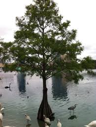 Bald cypress, when exposed to water for an extensive period of time, form broad conical buttresses (root flares). Bald Cypress Trees In The Water In Orlando Cypress Trees Bald Cypress Tree Bald Cypress