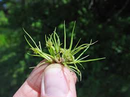 Image result for Cyperus squarrosus
