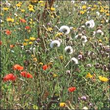 Image result for wild plants